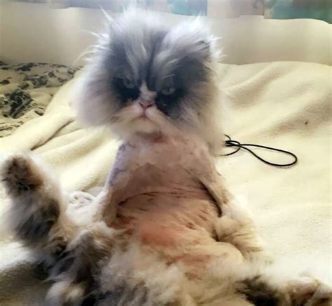 Hilarious Pet Haircuts | Lipstick Alley