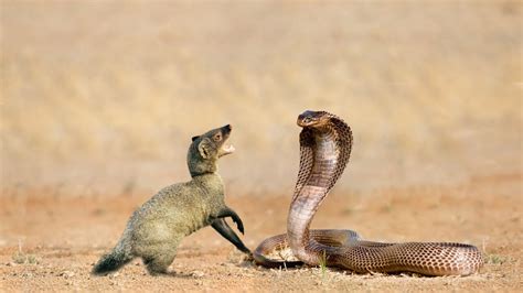 King Cobra VS Mongoose Fight: जहरीले किंग कोबरा से भिड़ा नेवला, वीडियो ...