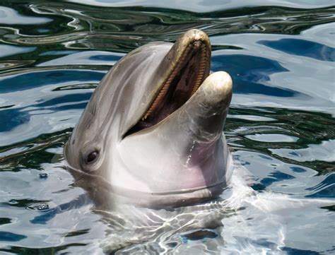 dolphin  stock photo public domain pictures
