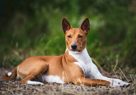 Basenji Mix Pictures - AZ Animals