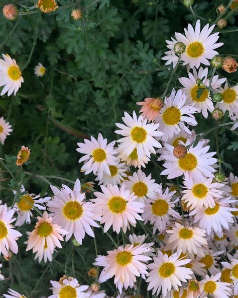 Anna Wise | Figurative Abstract Art | Because every detail has tea to