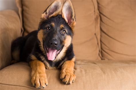 At What Age Do German Shepherd Puppies Ears Stand Up