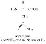asparagine amino acid protein metabolism britannica