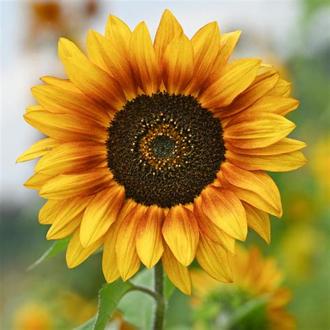 Alura+Jenson+Wallpapers Photos, Download The BEST Free Alura+Jenson