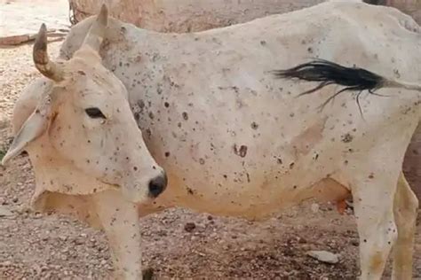 sweets  expensive  rajasthan  milk production falls due  lumpy