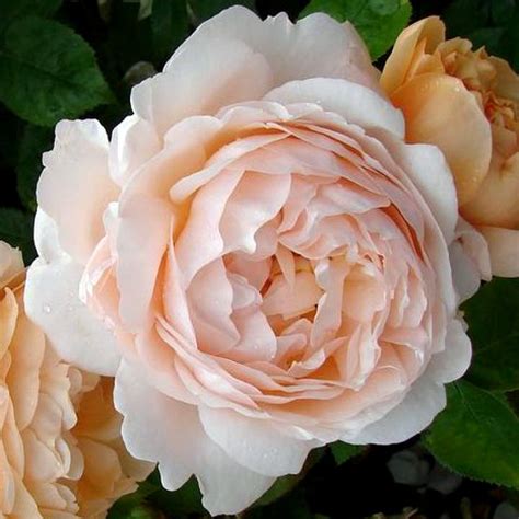 Купить Эмбридж Роуз / Ambridge Rose | Садовый центр "Садовод" г. Тольятти