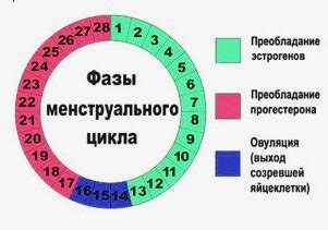 Фазы менструационного цикла по дням