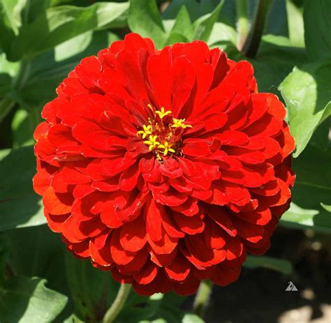 Zinnia Scarlet Flame (Zinnia elegans) | Applewood Seed Company