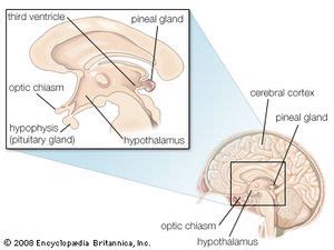 Ependymal cell | anatomy | Britannica.com