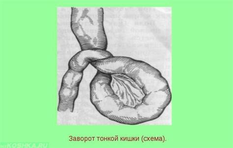 Заворот кишок у кошек: симптомы и причины, лечение