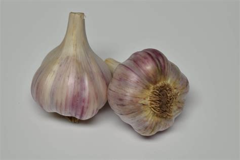 thai purple organic garlic door county garlic buy organic garlic
