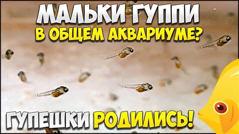 ГУППИ РОДИЛА МАЛЬКОВ! Мальки гуппи в общем аквариум 15.03.2017 | МАЛЬКИ ...