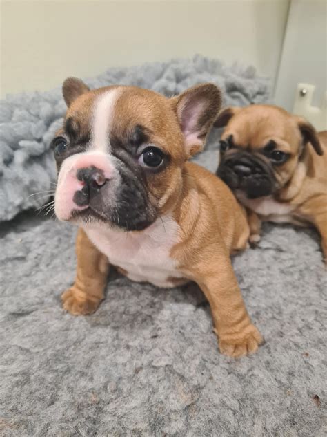 craigslist memphis tennessee pets 7