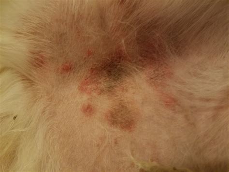dog   rash   stomach