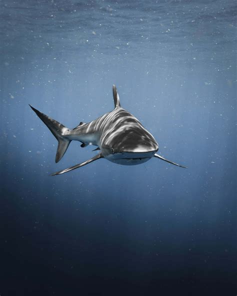 Download Dive Into the Deep With Cool Shark Wallpaper | Wallpapers.com