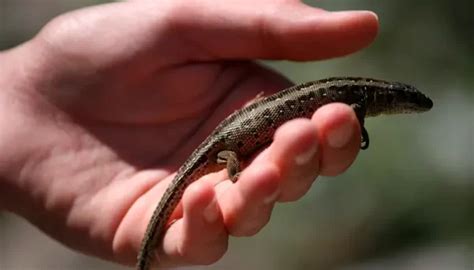 Cuidados de los reptiles domésticos - Medio Ambiente