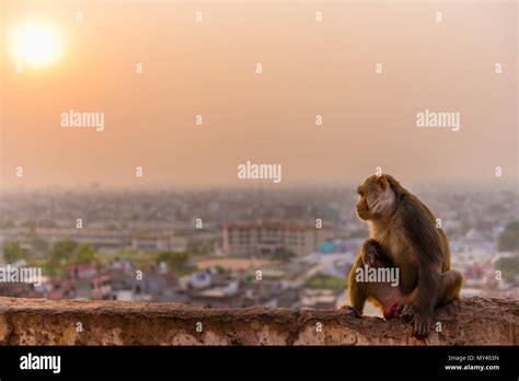 macaque monkey at Galta Ji Temple in Jaipur at sunset Stock Photo - Alamy