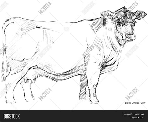 Cow Pencil Sketches at PaintingValley.com | Explore collection of Cow ...