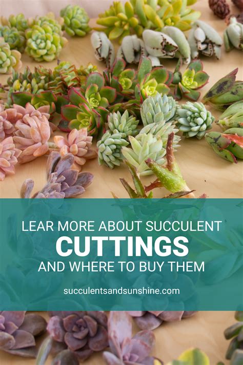 Succulent Cuttings | Succulents and Sunshine