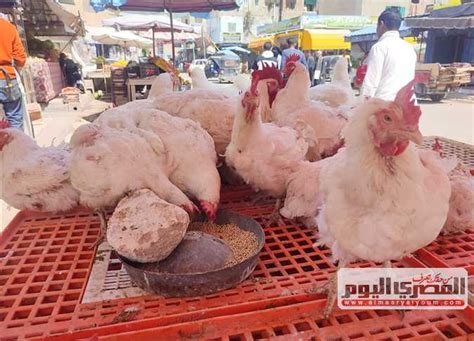 سعر الفراخ البيضاء اليوم
