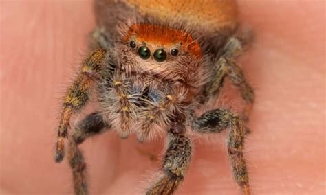black  red spiders  pictures     animals