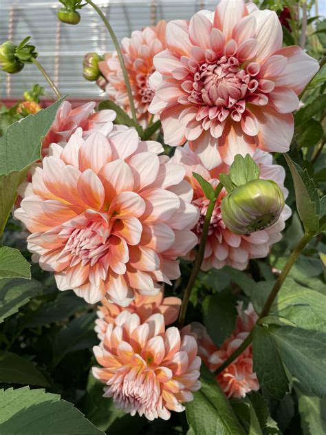 A La Mode Dahlias - Wild Horse Gardens, LLC