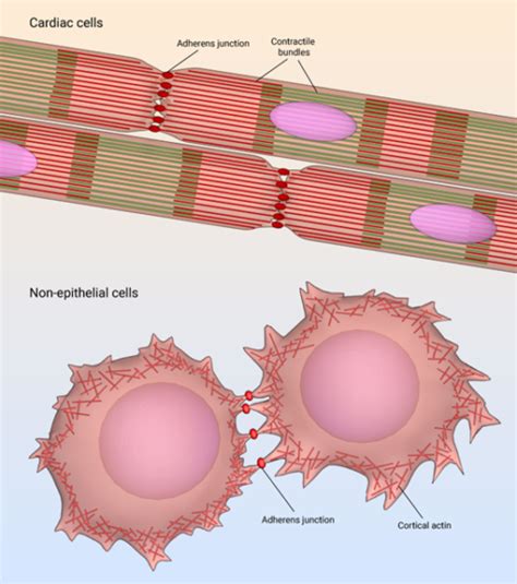 Adhesion - Definition and Examples - Biology Online Dictionary