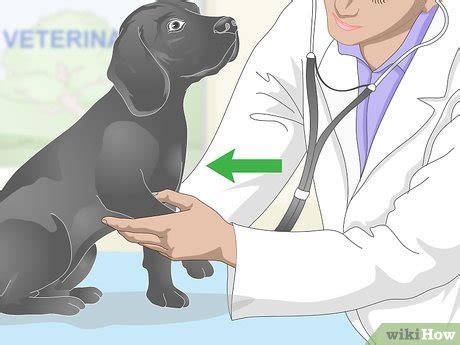 how to treat dog conjunctivitis