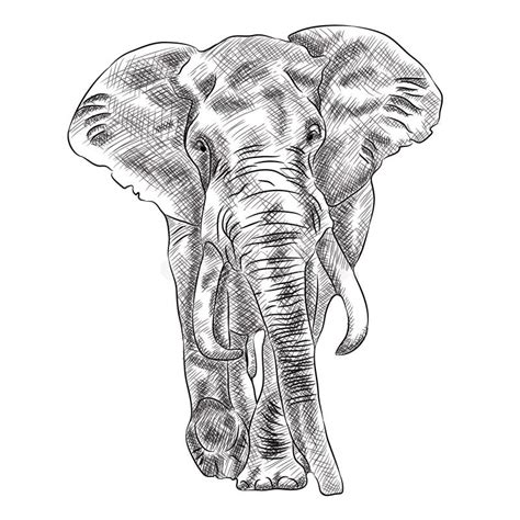 African Bush Elephant Digital Sketch Isolated on White Stock Vector ...