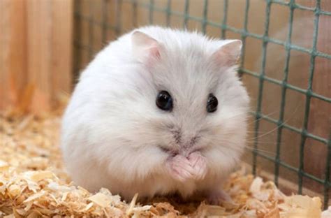 Hình ảnh chuột Hamster dễ thương, cute, đẹp nhất - Hình nền chuột Hamster