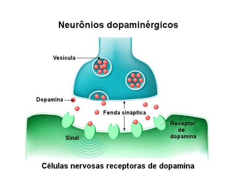 Qual A Função Da Dopamina - Dopamina: o que é, características, função e efeitos