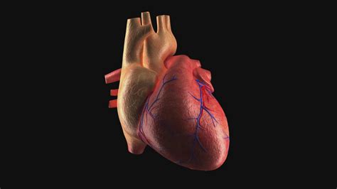 The Heart: Heart Basics | Science Trek | PBS LearningMedia