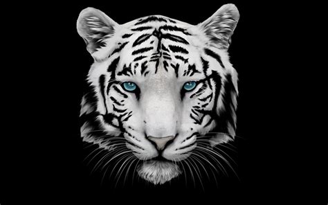 Siberian White Tiger 4k Wallpapers - Wallpaper Cave