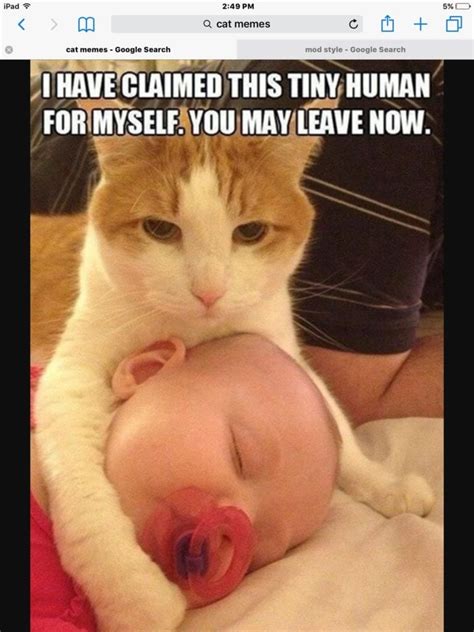 Funny Fat Cat Memes Clean - Cat Memes - Page 3 - Clean Memes - People ...