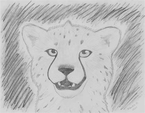 Cheetah Cub Drawing at PaintingValley.com | Explore collection of ...