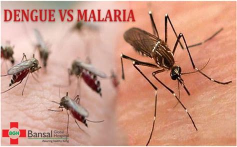 Dengue Mosquito Vs Normal Mosquito