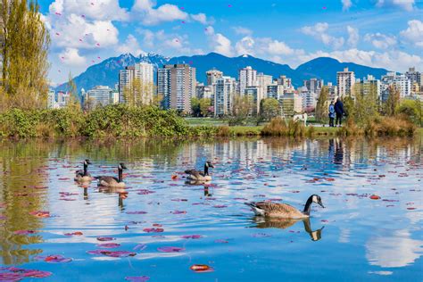 The Wild Beavers of Kitsilano - Kitsilano.ca