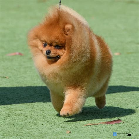 Champion Pomeranian breeder