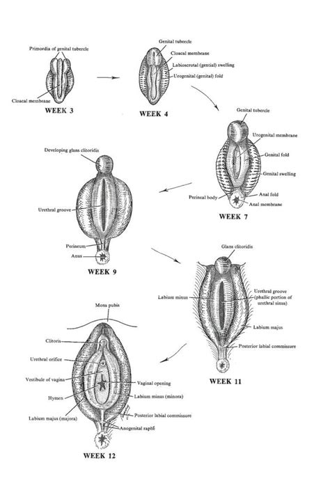 Labia Definition and Examples - Biology Online Dictionary
