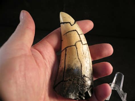 T-Rex Tooth Replica