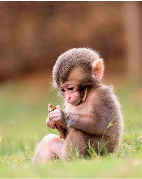 Pin by Ditto B on ANIMALS | Cute baby monkey, Pet monkey, Cute monkey ...