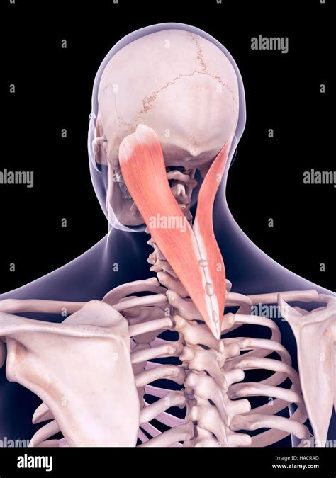 splenius  res stock photography  images alamy