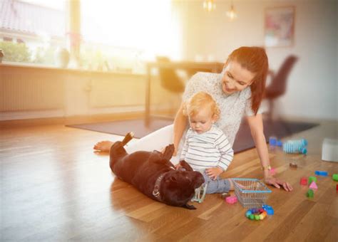 420+ Goofy Family Portrait With Single Mom Kids And Dog Stock Photos ...