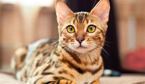 bengal information pet guide petinsurancecomau