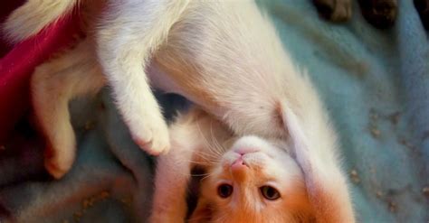 Бесплатные стоковые видео на тему #в помещении, furball, белая кошка ...
