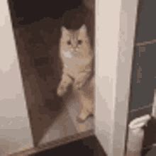 Goodbye Cat Meme GIFs | Tenor