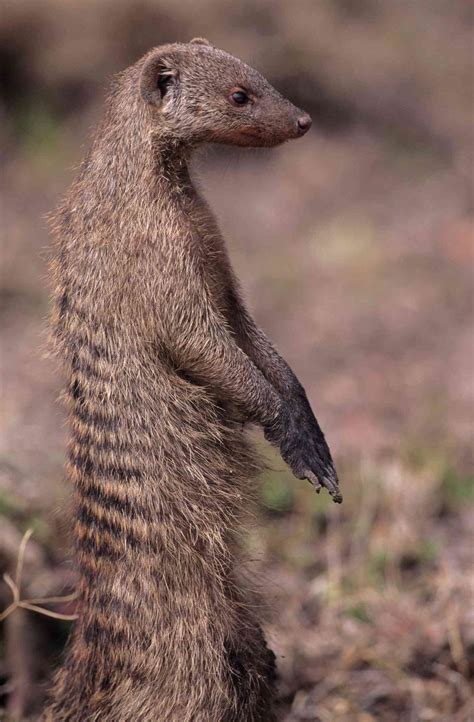 african mongoose
