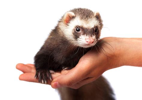 50+ Silver Ferret Stock Photos, Pictures & Royalty-Free Images - iStock