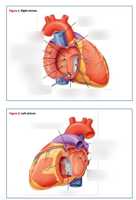 Y2 CARDIOVASCULAR ANATOMY - ATRIA Diagram | Quizlet