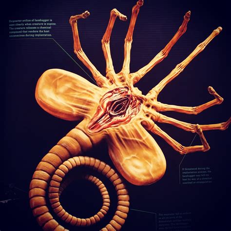 Facehugger Anatomi